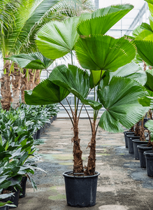 Ruffled Fan Palm Licuala grandis