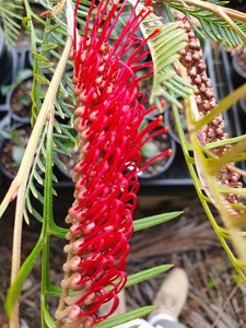 Grevillea Red Hooks flower.