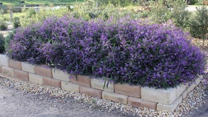 Hardenbergia violacea Meema
