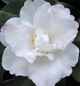 The flower of Camellia Sasanqua Silver Dollar.