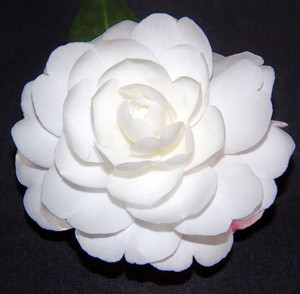 Camellia Early Pearly