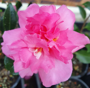 Camellia Sparkling Burgundy photographed in the nursery at Princess Fancy-Plants in Chandler, Brisbane.