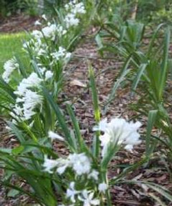 Concept Plants  Agapanthus Blue Thunder ('SDB002') PP30,164