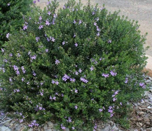 Westringia Wynyabbie Gem NATIVE