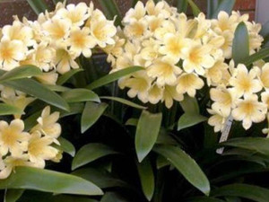 Clivia miniata - Cream Clivia miniata - Cream