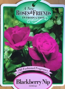 Rose Blackberry Nip