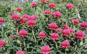 Corroboree Waratah Telopea Corroboree Corroboree Waratah Telopea Corroboree