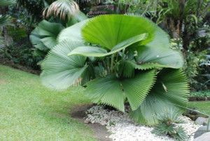 Grand Fan Palm Licuala Elegans