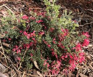 The growth habit of Grevillea Cherry Ripe, available from Princess Fancy-Plants in Chandler, Brisbane.