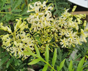 Lomatia silaifolia.  Crinkle Bush.