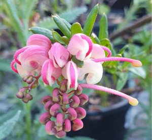 Grevillea John Evans