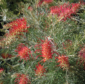 The flower of Grevillea RSL Spirit of Anzac.