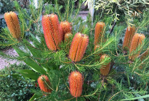 Banksia Bird Song is a standout in any garden and is available at Princess Fancy-Plants in Chandler, Brisbane.