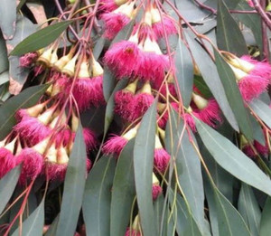 Eucalyptus sideroxylon rosea Pink Flowered Ironbark.