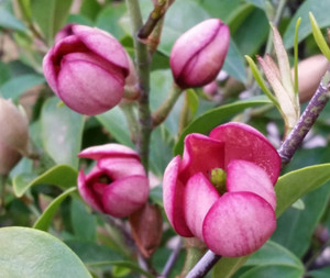 The flower of Port Wine Magnolia, available at Princess Fancy-Plants in Chandler, Brisbane. The flower of Port Wine Magnolia, available at Princess Fancy-Plants in Chandler, Brisbane.