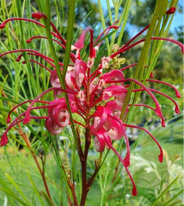 Grevillea Cherry Pie photographed at Princess Fancy-Plants in Chandler, Brisbane.