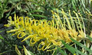 Grevillea Honeybird Yellow