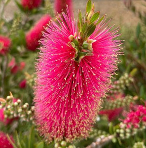 The flower of Callistemon Prestige Pink.