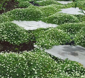 Irish Moss Sagina subulata used as a groundcover between stepping stones.