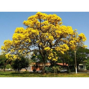 Silver Trumpet Tree Tabebuia Argentea Silver Trumpet Tree Tabebuia Argentea
