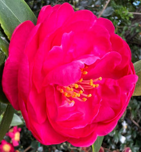 Camellia Paradise Ann