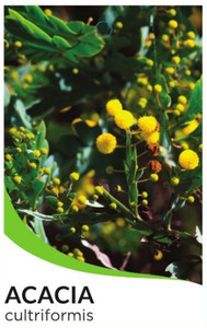 The front of the plant tag of Knife Wattle Acacia cultriformis.
