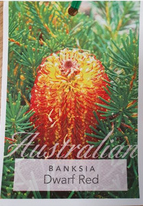 Banksia spinulosa "Dwarf Red" is available from Princess Fancy-Plants in Chandler, Brisbane.