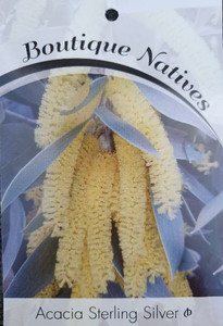 Acacia Sterling Silver Acacia binervia Acacia Sterling Silver Acacia binervia