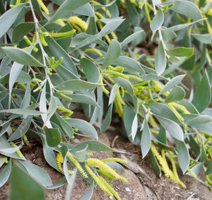 Acacia Sterling Silver Acacia binervia Australian Native