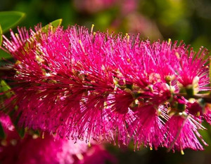 The flowers of Callistemon Taree Pink attracts nectar feeding birds.