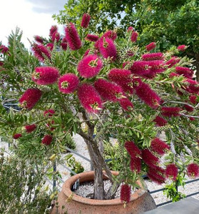 The flowers of Callistemon Burgundy.