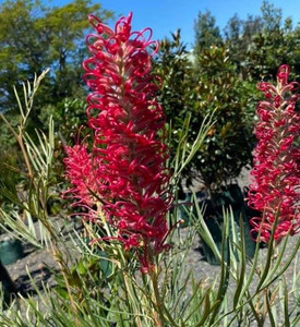 Grevillea Goliath