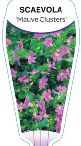 Acaevola albida Princess Fancy-Plants Chandler, Brisbane.