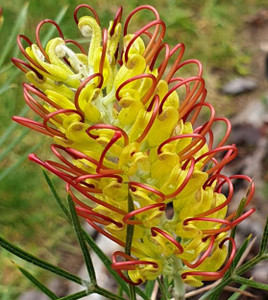 Grevillea Outback Sunrise