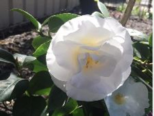 Camellia Polar Bear JAPONICA