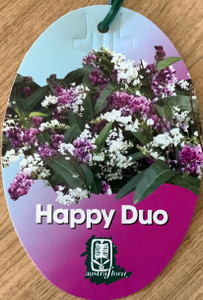 Happy Duo hardenbergia