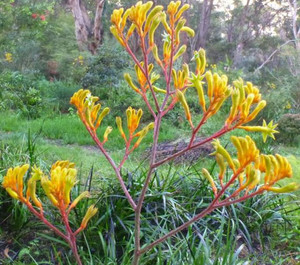 Kangaroo Paw Landscape Gold Anigozanthos