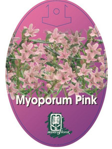 Myoporum parvifolium Fine Leaf Pink NATIVE