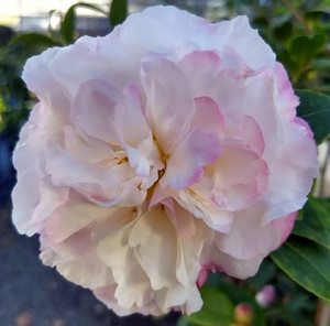 Camellia Beatrice Emily