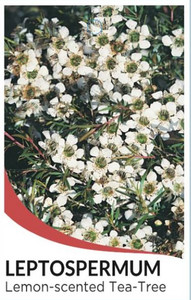Lemon-scented Tea-Tree Leptospermum petersonii