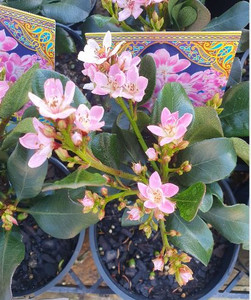 Oriental Pink Rhaphiolepis indica Rapopink. Oriental Pink Rhaphiolepis indica Rapopink.