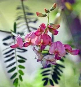 Australian Indigo.  Indigofera australis.