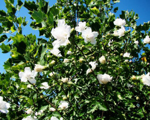Hibiscus syriacus Double White