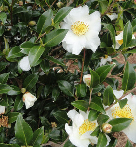 The flowers of Camellia Gay. The flowers of Camellia Gay.
