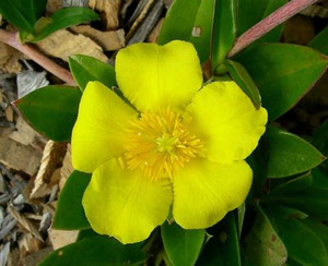 Snake Vine Hibbertia scandens NATIVE