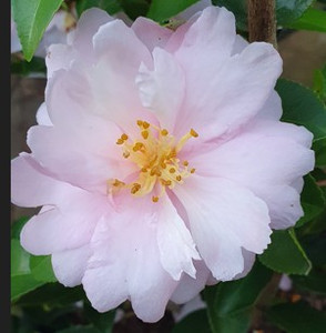 Camellia Shell Pink