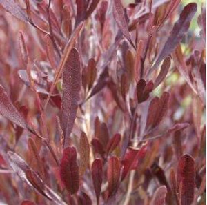 Purple Hop Bush Dodonaea viscosa Purpurea.  Ake Ake.
