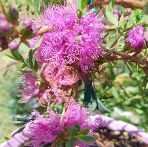 Thyme Honey Myrtle Melaleuca thymifolia