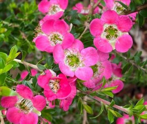 Leptospermum piccolo