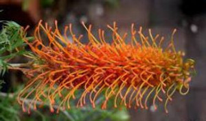 The flower of Grevillea Orange Wow. The flower of Grevillea Orange Wow.
